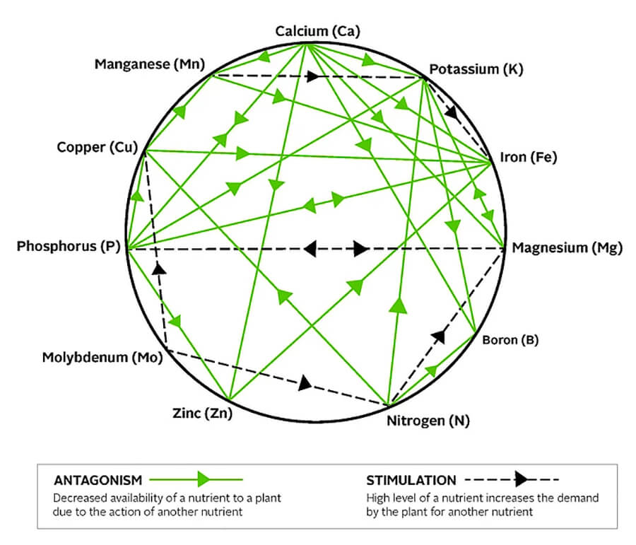મલ્ડર્સ ચાર્ટ પોષક તત્ત્વોની પરસ્પર ક્રિયા દર્શાવે છે